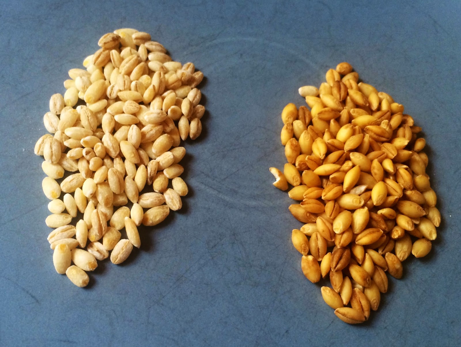 farro vs barley